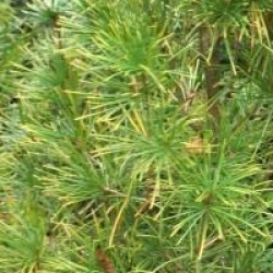 Sciadopitys verticillata