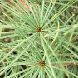 Sciadopitys verticillata