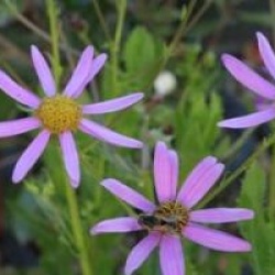 Senecio glastifolius - Grand senecio