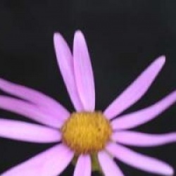 Senecio glastifolius