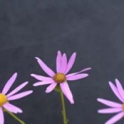 Senecio glastifolius
