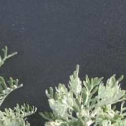 Senecio viravira - Senecio leucostachys