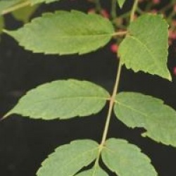 Ampelopsis aconitifolia