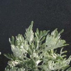 Senecio viravira