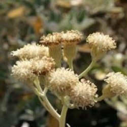 Senecio viravira