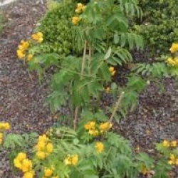 Cassia corymbosa