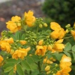 Senna corymbosa