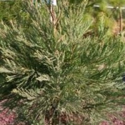 Sequoiadendron giganteum
