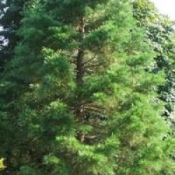 Sequoiadendron giganteum