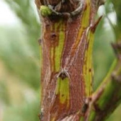 Sequoiadendron giganteum