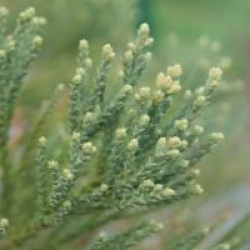 Sequoiadendron giganteum