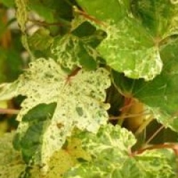 Ampelopsis brevipedunculata 'Elegans' - Vigne � feuillage panach�