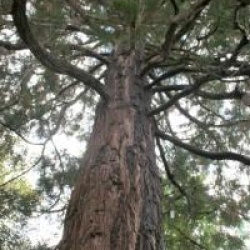 S�quoia g�ant de Californie