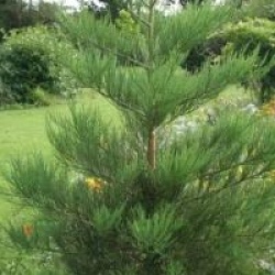 Sequoiadendron giganteum 'Glaucum'