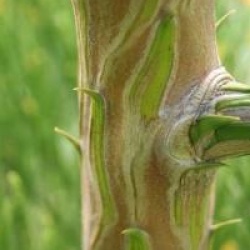 Sequoiadendron giganteum 'Glaucum'