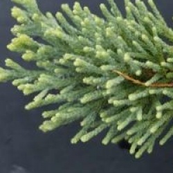 Sequoiadendron giganteum 'Glaucum'