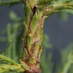 Sequoiadendron giganteum 'Pendulum' - S�quoia g�ant pleureur