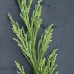 Sequoiadendron giganteum 'Pendulum'