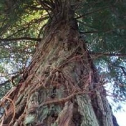 Sequoia sempervirens 