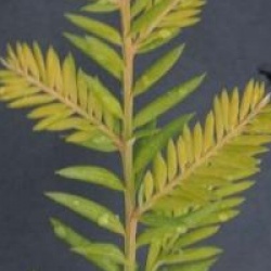 Sequoia sempervirens 