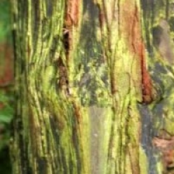 Sequoia sempervirens 