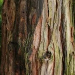 Sequoia sempervirens 