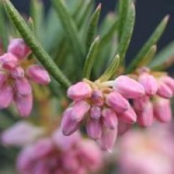 Andromeda glaucophylla  - Androm�de � feuilles glauques