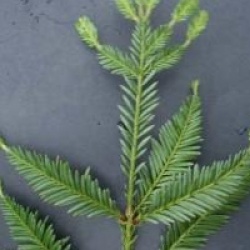Sequoia sempervirens 