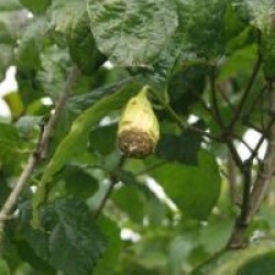 Sinocalycanthus chinensis 