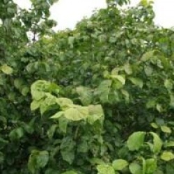 Sinocalycanthus chinensis 