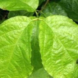 Sinocalycanthus chinensis 