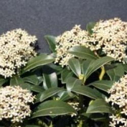 Skimmia japonica 'Nymans' - Skimmia Nymans