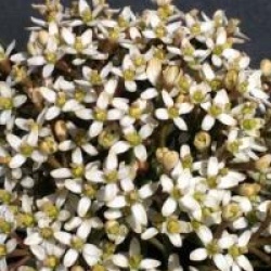 Skimmia japonica 'Nymans'