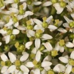 Skimmia japonica 'Nymans'