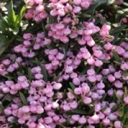 Andromeda polifolia 'Blue Ice'