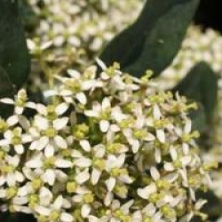 Skimmia japonica 'Nymans'