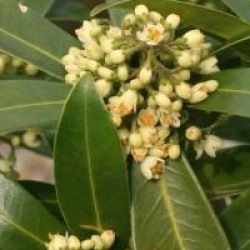 Skimmia japonica 'Olympic Flame'