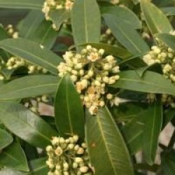 Skimmia japonica 'Olympic Flame'