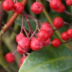 Skimmia japonica 'Rodgersii'