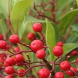 Skimmia japonica 'Rodgersii'