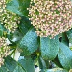 Skimmia fragrant cloud