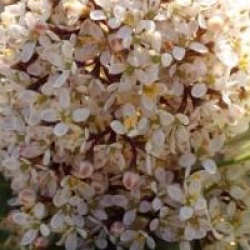 Skimmia japonica 'Fragrans'