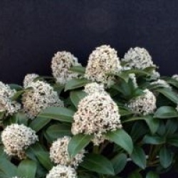 Skimmia japonica 'Fragrans'