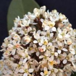 Skimmia japonica 'Fragrans'