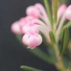 Andromeda polifolia 'Compacta'