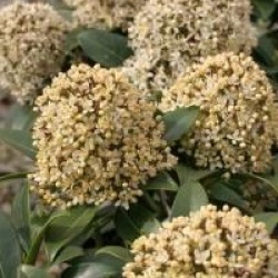 Skimmia japonica 'Fragrans'