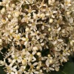Skimmia japonica 'Fragrans'