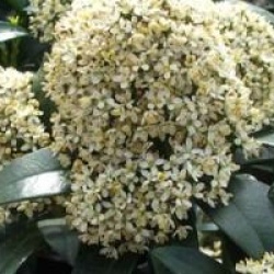 Skimmia japonica 'Fragrans'