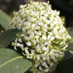 Skimmia japonica 'Kew White'