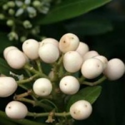Skimmia japonica 'Kew White' - Skimmia � fruits blancs